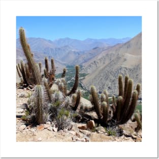 SCENERY 93 - Summer Desert Cactus Plant Landscape Wilderness Posters and Art